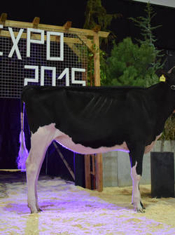 Expo agricoles Espace Gruyère